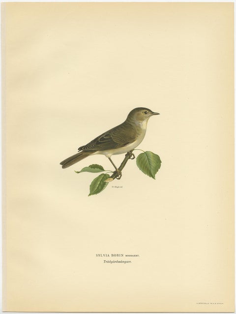 Beautiful Coloured Antique Bird Print of the Garden Warbler, 1927, view 2