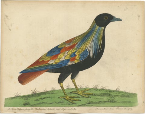 Set of 2 Antique Bird Prints of Pigeons from the region of Pegu, Myanmar, 1740, view 2