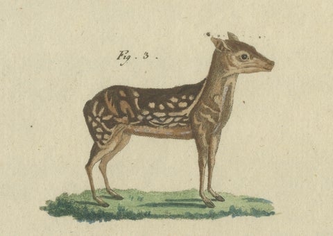 Antique Handcolored Engraving of Chevrotains and Small Deer, c.180, close-up 2