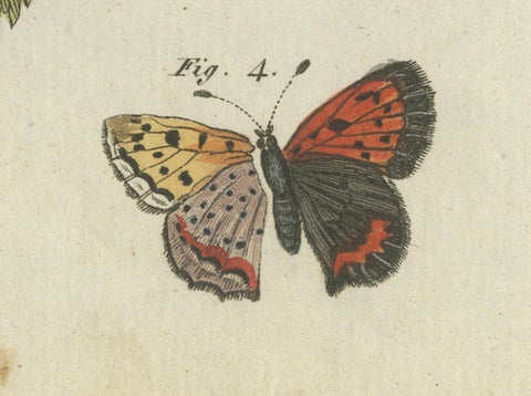 Silver-Washed Fritillary, Large Blue, Brown Hairstreak, Copper Butterflies, 1805, close-up 1