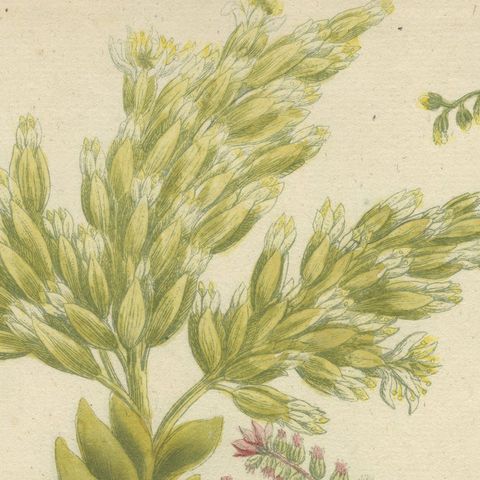 Decorative Botanical Engraving of Sedum & Succulent Plants, 1737, close-up 5