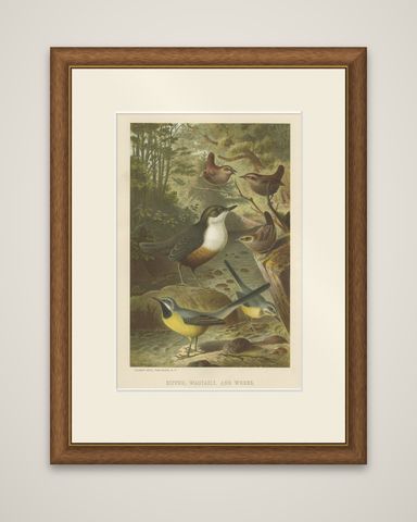Antique Chromolithographic Bird Print of the Dipper, Wagtail and Wren, 1898, shown framed