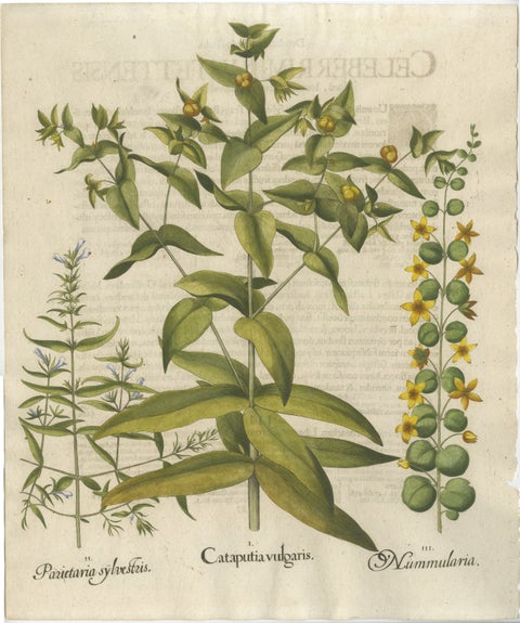 Basilius Besler Spurge, Glasswort & Pennywort Botanical Engraving, 1613