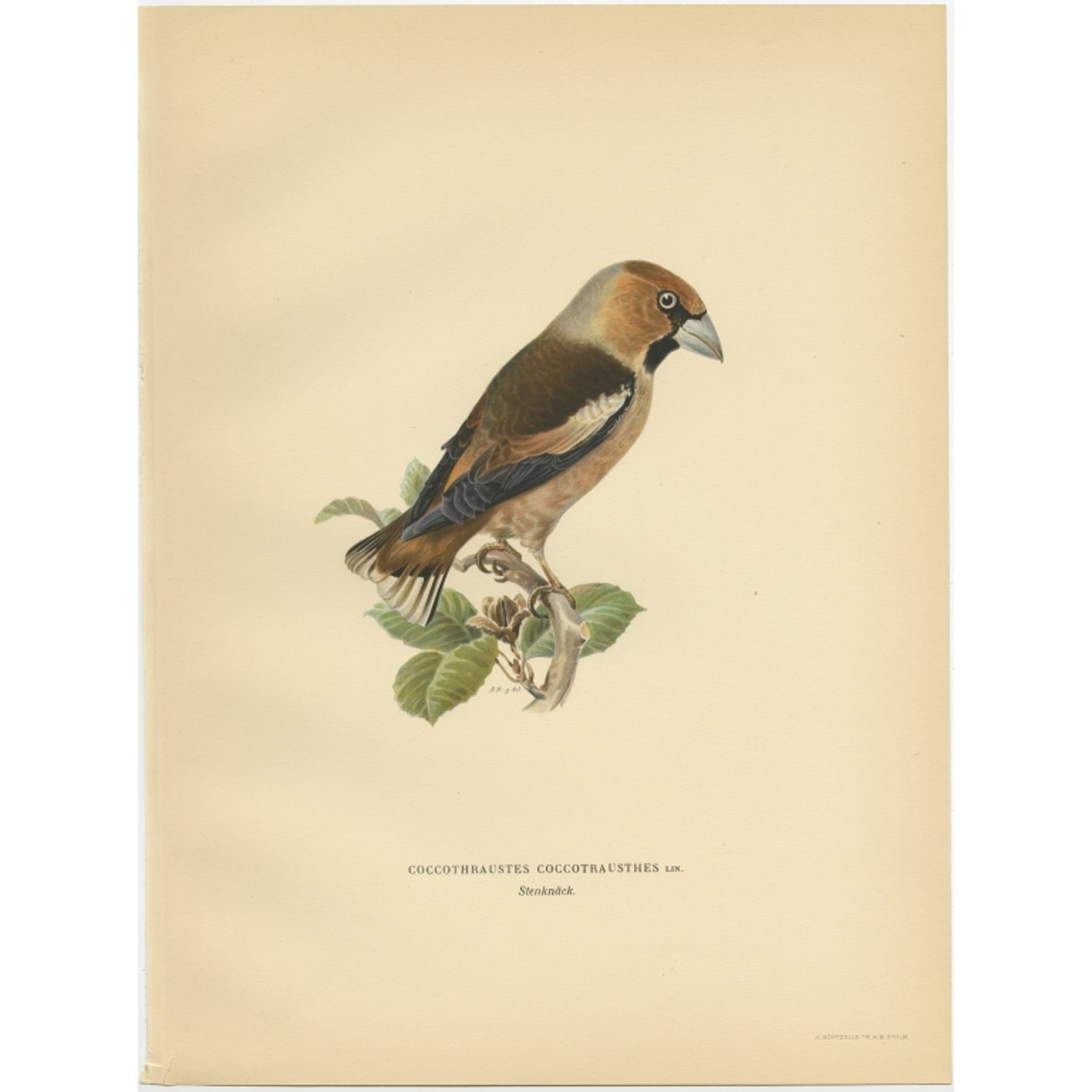Antique Bird Print of the Hawfinch by Von Wright, 1927