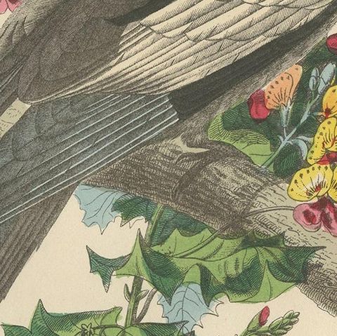 Antique Bird Print of the Cockatiel '1853', close-up 2