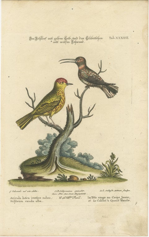 Red-Headed Yellow-Bodied Bird and White-Tailed Hummingbird: Hand-Coloured, 1773, view 2