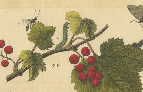 English Moths and Caterpillars on Hawthorn & Flowering Plant, Antique Print 1720, view 4
