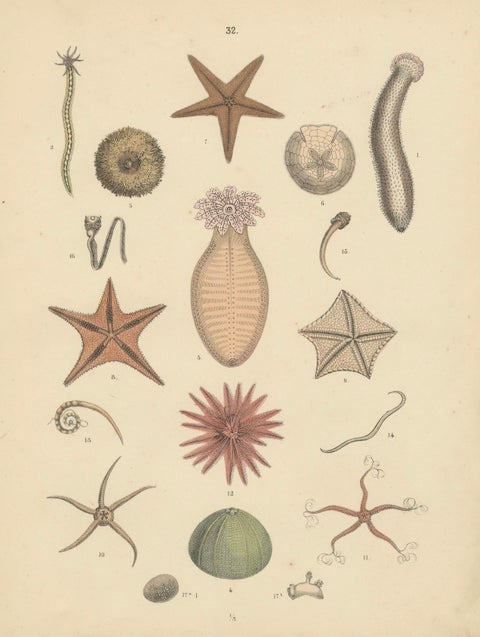 Echinoderms Print: Starfish, Sea Urchins, Brittle Stars, Sea Cucumbers, 1867, close-up 5