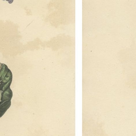 Set of 2 Antique Botanical Prints of Hibbertia Scandens and Sinningia Speciosa, close-up 1