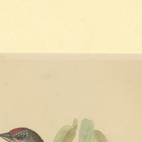 Antique Bird Print of a Linnet, close-up 1