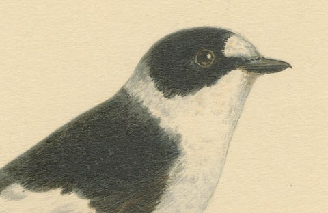 Monochrome Elegance: Bird Print of The Collared Flycatcher by Von Wright, 1927, close-up 1