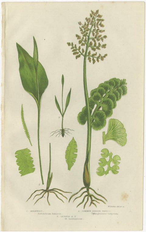 Interrupted Club Moss, Marsh Club Moss and Alpine Club Moss, Botanicals of 1873, view 4