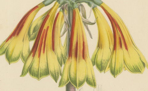 Fiery Elegance: The Fire Lily in Vintage Botanical Art, circa 1875, close-up 1