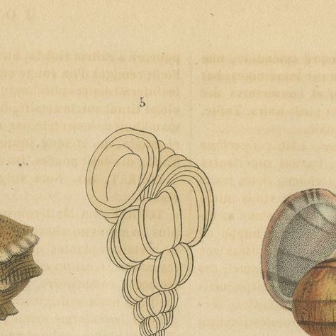 Shell Spectacular: A Collection of Mollusk Shells Engraved and Handcolored, 1845, close-up 5