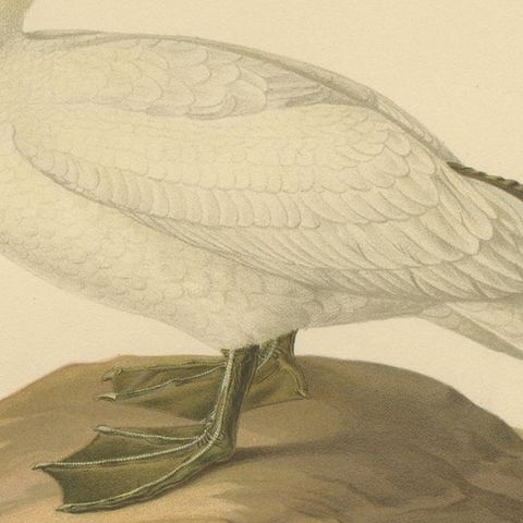 Lithograph of The Regal Perch: The Northern Gannet (Sula bassana), 1927, close-up 5