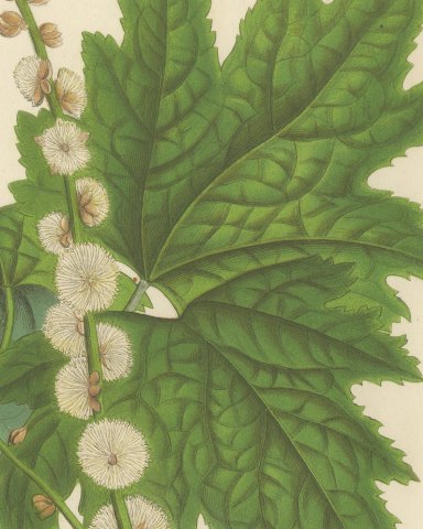 Pityrosperma Acerinum, Japanese Bugbane with Details, Plate VI, 1858, close-up 2