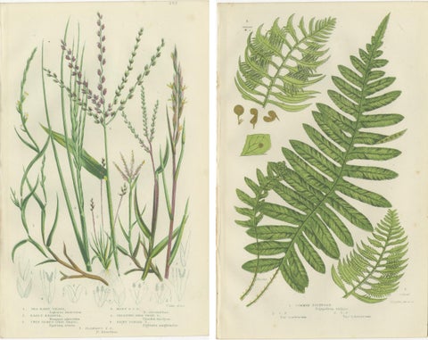 British Sedges Antique Botanical Prints, Hand-Colored Engravings, 1873, view 4