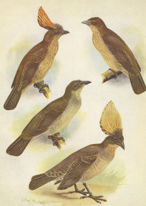 Antique Print of the Orange-Crested Gardener Bird & the Crested Gardener '1950', view 4