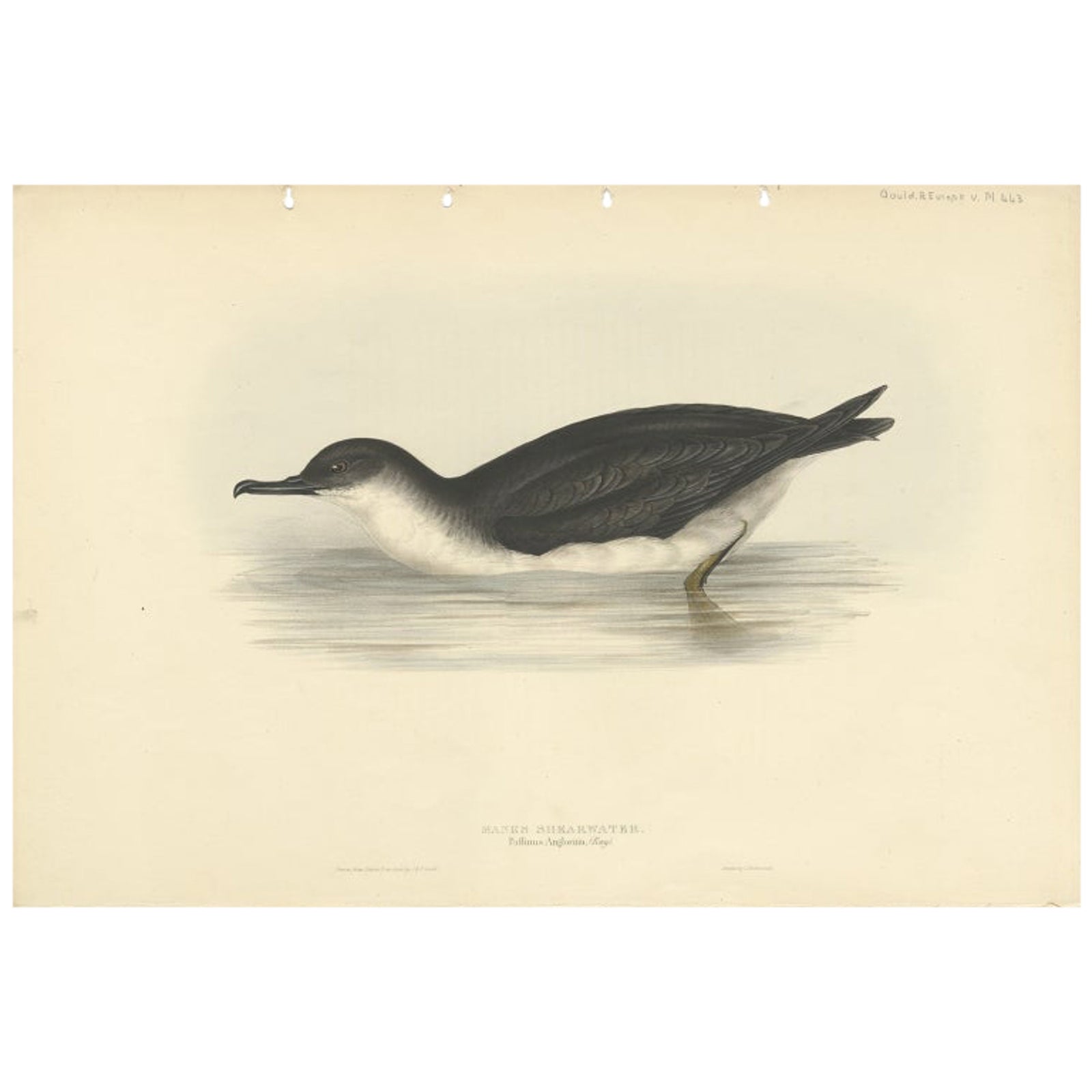 Manks Shearwater, Antique Bird Print by John Gould, c.1832