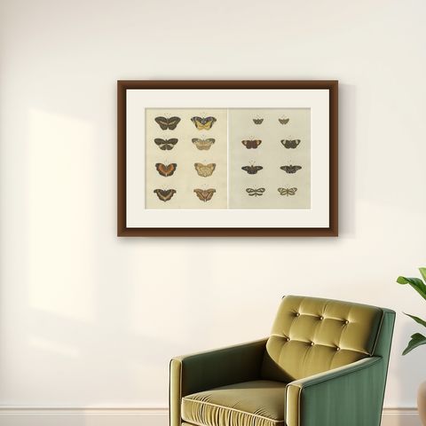 Set of 2 Antique Butterfly Prints 'Pl. 138' by Cramer, Published in 1779, shown framed on a wall
