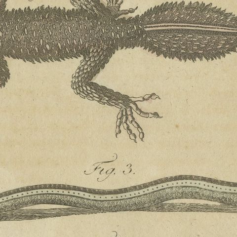Lizards and Newts, Eight Species, Antique Bertuch Print, Vienna, circa 1805, close-up 4