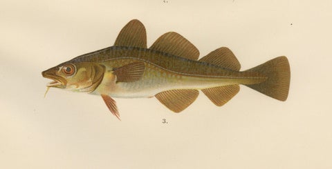 Haddock and Atlantic Cod - Majestic Scandinavian Fish Lithograph, 1895, close-up 2