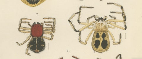 Antique Print of Sumatran Spiders, Mygalomorphs & Jumping Spiders, c.1887, close-up 4
