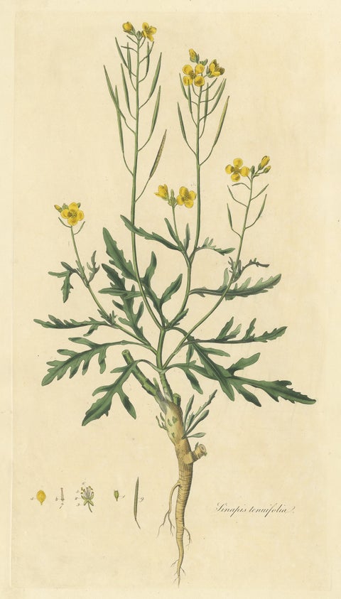 Antique Botany Print of Diplotaxis Tenuifolia by Curtis 'circa 1817', view 4