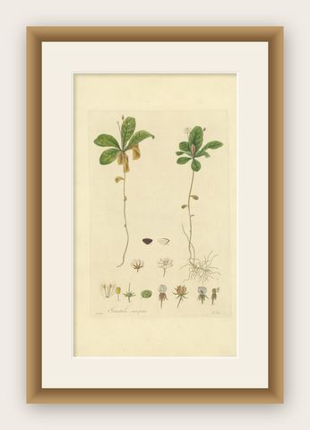 Antique Botany Print of Trientalis Europea by Curtis, 'circa 1817', shown framed