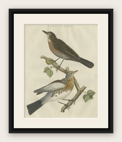 Antique Hand-Coloured Bird Print of the Fieldfare, 1797, shown framed