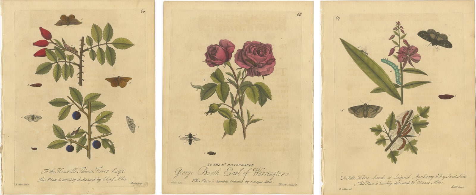 Antique Rose and Botanical Insect Engravings, Decorative Natural History, 1720