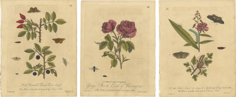Antique Rose and Botanical Insect Engravings, Decorative Natural History, 1720