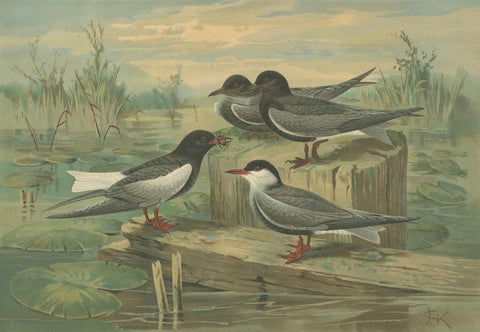 Antique Bird Print of Black Terns in Marsh Landscape, 19th Century, close-up 4