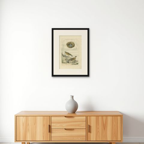 Antique Bird Print of The Northern Wheatear by Sepp & Nozeman, 1789, shown framed on a wall
