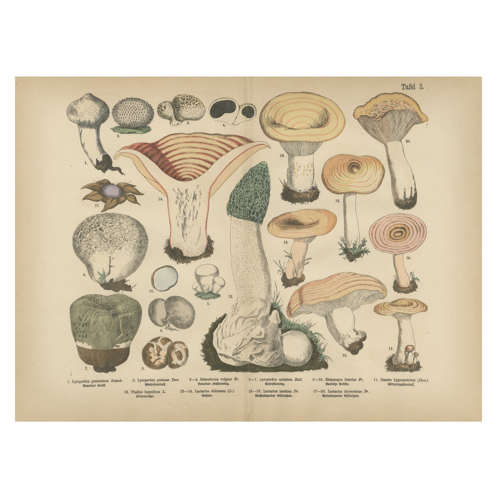 Morel & Funnel Mushrooms, Antique Botanical Lithograph by Fünfstück, 1885