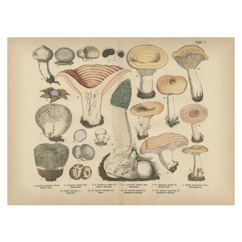 Morel & Funnel Mushrooms, Antique Botanical Lithograph by Fünfstück, 1885