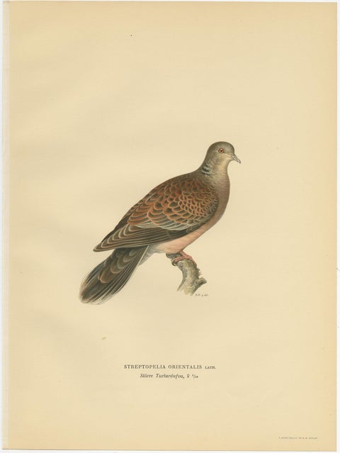 Antique Bird Print of the Oriental Turtle Dove by Von Wright, 1929, view 3