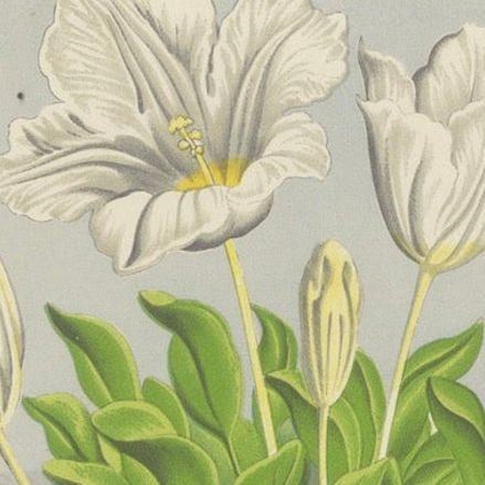 White Cupflower and Hairy Toadflax, Hand-Coloured Botanical Print, 1874, close-up 5