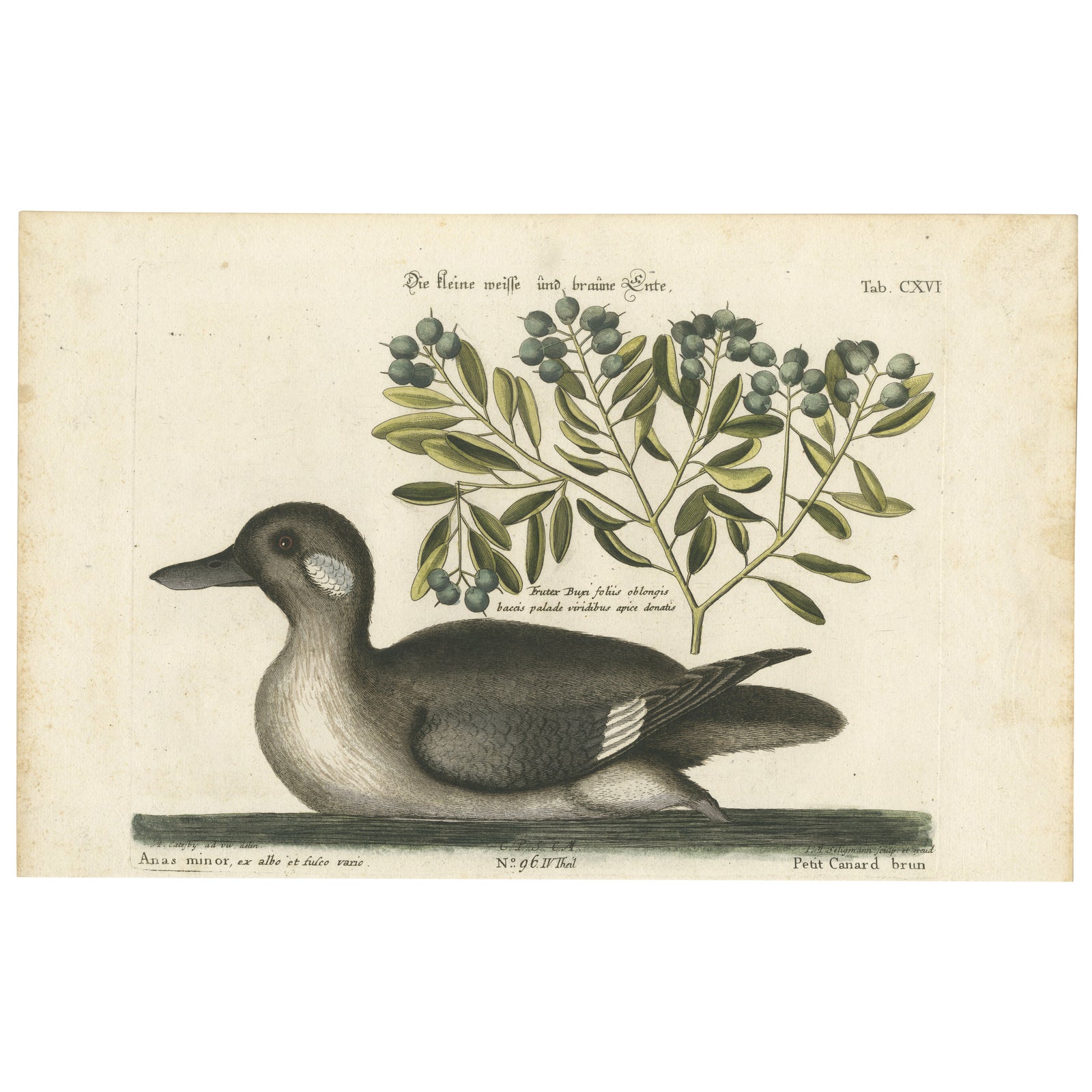 Engraving of the Small Brown and White Duck with Botanical Detail, circa 1770