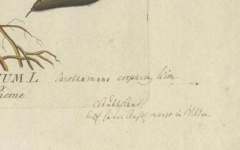 Scotch Broom Botanical Engraving - Icones Plantarum Medicinalium, 1788, close-up 1