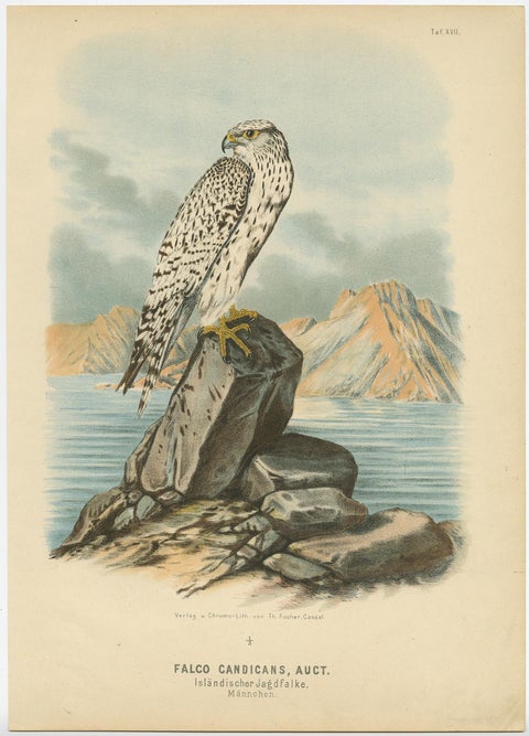 Falcons and Owls, Set of Three Antique Bird Prints, 19th Century c.1894, view 3