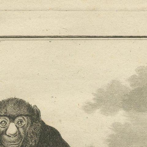 Antique Print of the Lesser Spot-Nosed Monkey by Buffon '1755', close-up 1