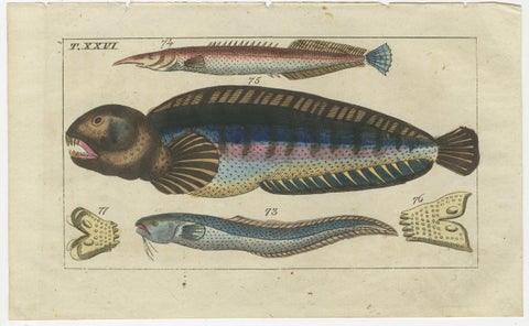 Set of 4 Antique Fish Prints - Snake Blenny - Lumpfish - Snipefish, view 5