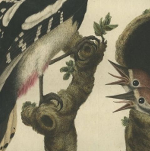 Antique Bird Print of the Great Spotted Woodpecker by Sepp & Nozeman, 1770, close-up 1