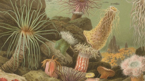 Sea Anemones, Colorful Marine Invertebrates, Royal Natural History, 1896, close-up 3