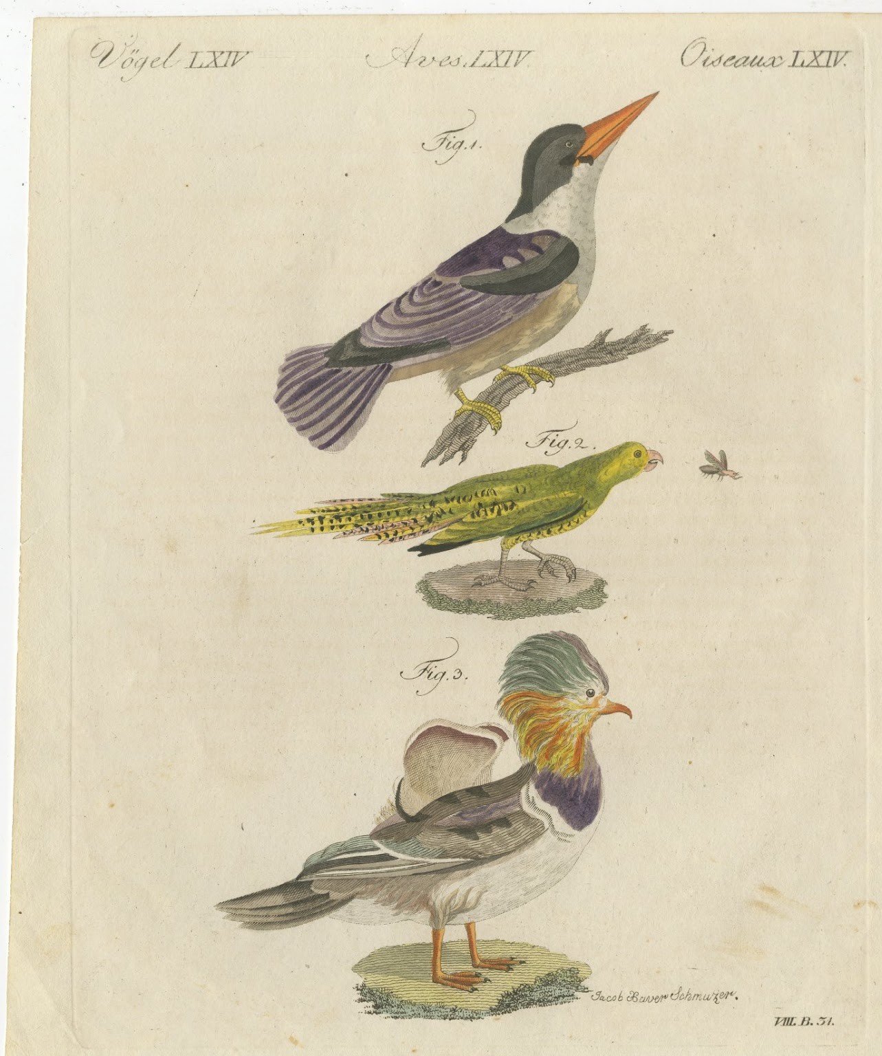 Kingfisher and Mandarin Duck, Antique Bertuch Print, Vienna, circa 1805