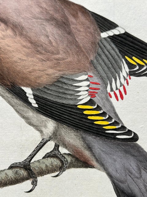 Bohemian Waxwing, Ampelis Garrulus from Nederlandsche Vogelen, 1797, view 7