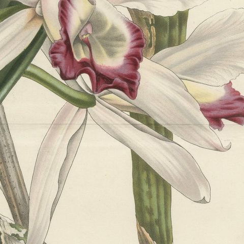 Stelzner's Laelia Orchid: Hand-Colored Lithograph by Louis van Houtte, 1855, close-up 6