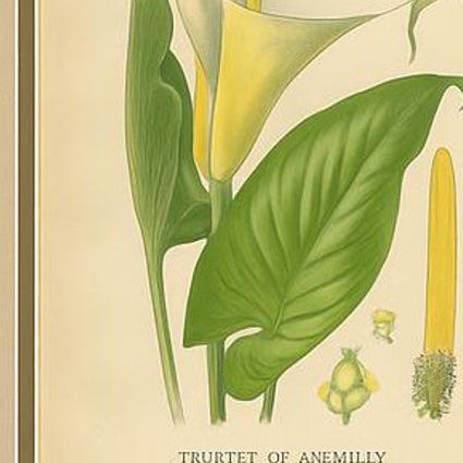 Antique Botanical Lithographs, Caladium, Arum Lily & Flamingo Flower, c.1897, close-up 1