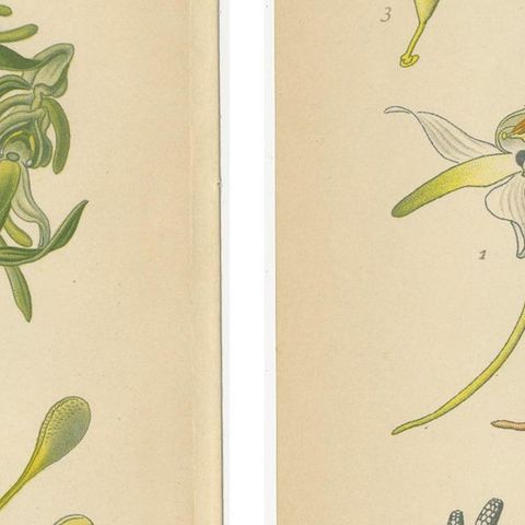 Vintage Orchids Published in 1904: A Study of Platanthera Species, 1904, close-up 2